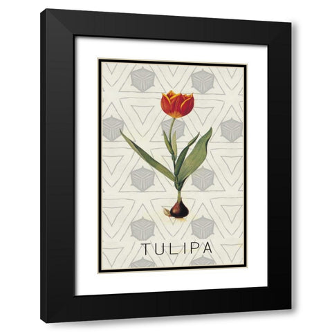 Tulipa Black Modern Wood Framed Art Print with Double Matting by Waltz, Anne