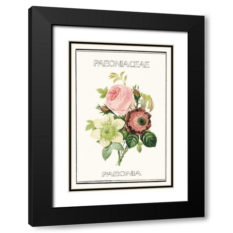 Paeno rose Black Modern Wood Framed Art Print with Double Matting by Waltz, Anne