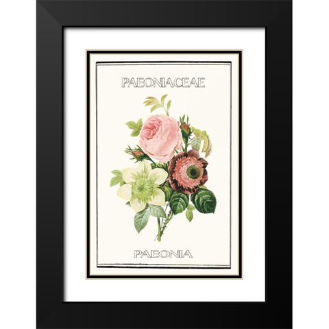 Paeno rose Black Modern Wood Framed Art Print with Double Matting by Waltz, Anne
