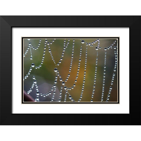 Tausend kleine Sonnen Black Modern Wood Framed Art Print with Double Matting by Rossmeissl, Gerhard