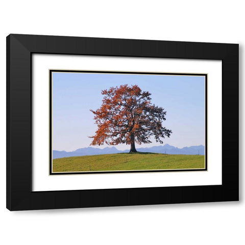 Der Baum Black Modern Wood Framed Art Print with Double Matting by Rossmeissl, Gerhard