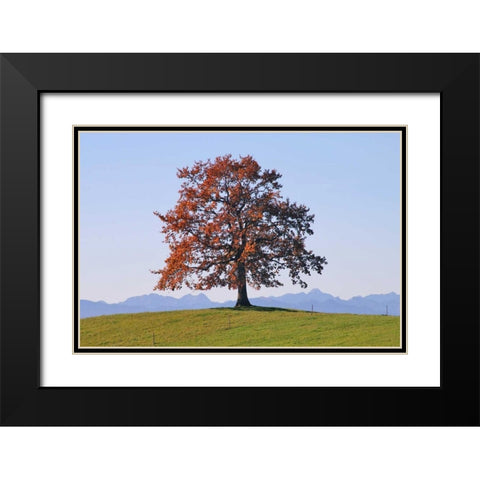 Der Baum Black Modern Wood Framed Art Print with Double Matting by Rossmeissl, Gerhard