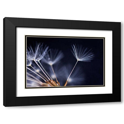Anmut Black Modern Wood Framed Art Print with Double Matting by Rossmeissl, Gerhard