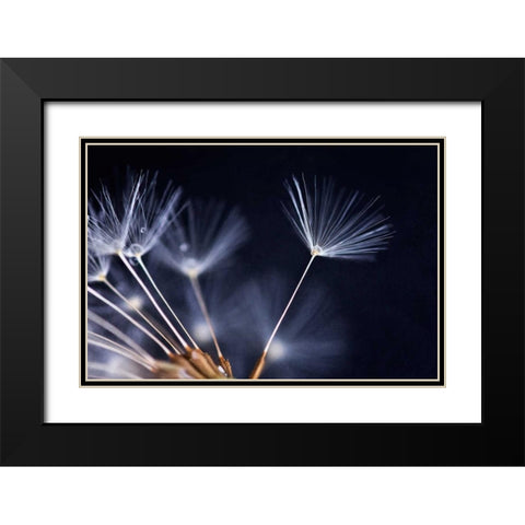 Anmut Black Modern Wood Framed Art Print with Double Matting by Rossmeissl, Gerhard