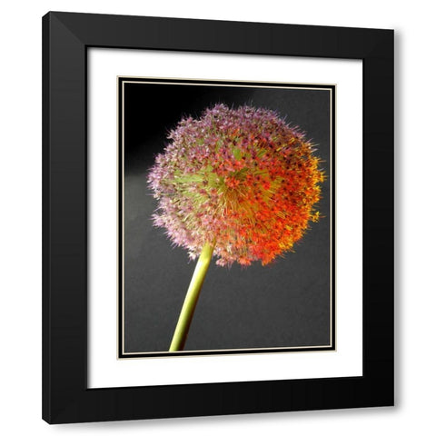 Naturform 2 Black Modern Wood Framed Art Print with Double Matting by Weissing, Gerd