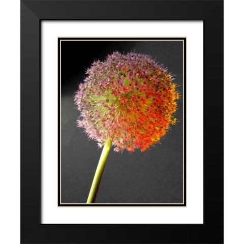 Naturform 2 Black Modern Wood Framed Art Print with Double Matting by Weissing, Gerd