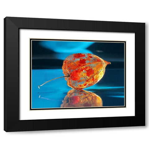 Ballonblume Black Modern Wood Framed Art Print with Double Matting by Weissing, Gerd