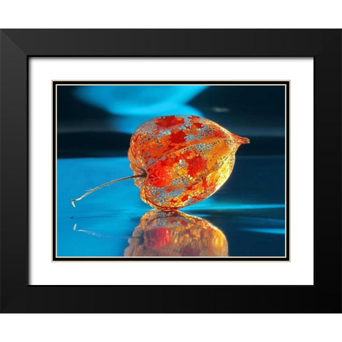 Ballonblume Black Modern Wood Framed Art Print with Double Matting by Weissing, Gerd
