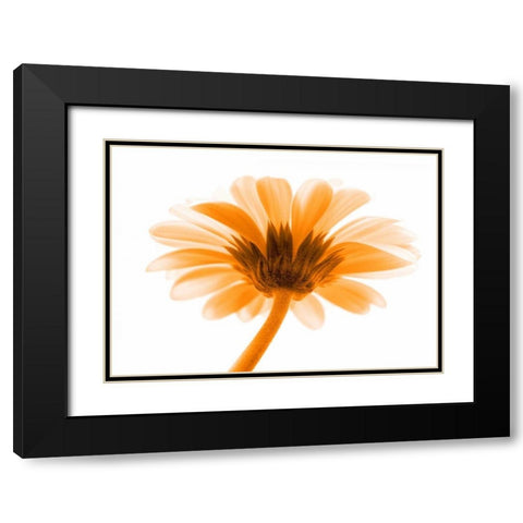 Lichtbote I Black Modern Wood Framed Art Print with Double Matting by Riedt, Kirsten