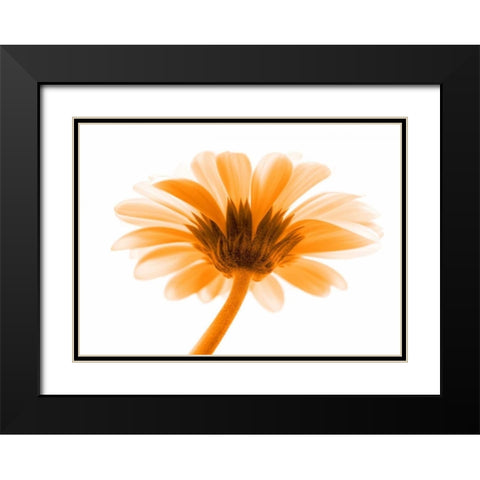 Lichtbote I Black Modern Wood Framed Art Print with Double Matting by Riedt, Kirsten