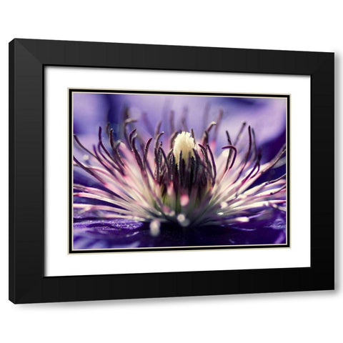Purple melody Black Modern Wood Framed Art Print with Double Matting by Riedt, Kirsten