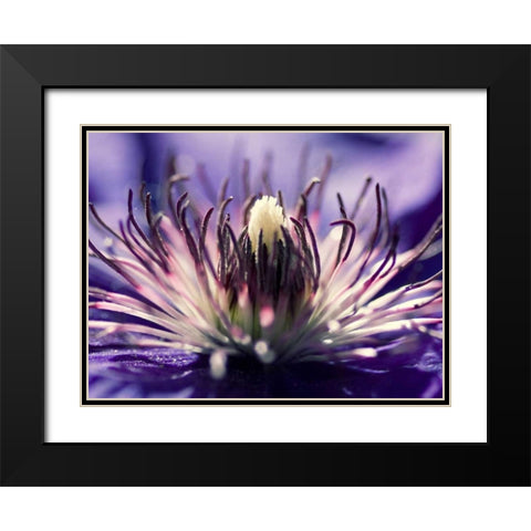 Purple melody Black Modern Wood Framed Art Print with Double Matting by Riedt, Kirsten