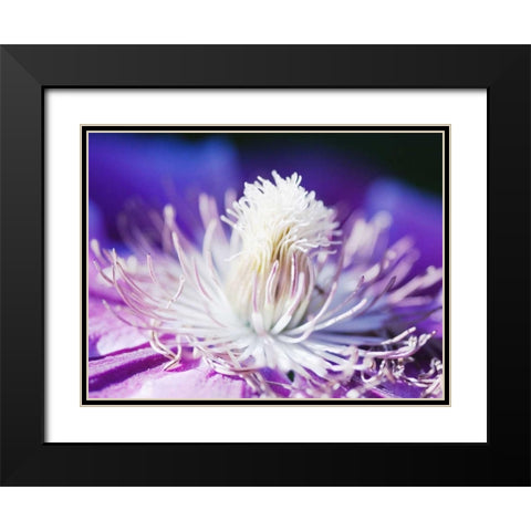 White and purple Black Modern Wood Framed Art Print with Double Matting by Riedt, Kirsten