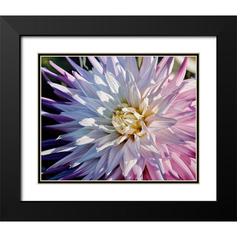 Another Dazzling Dahlia Black Modern Wood Framed Art Print with Double Matting by Schuh, Michael