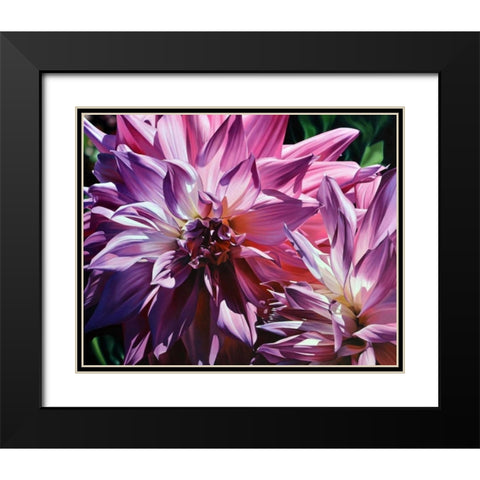 Dueling Dahlias Black Modern Wood Framed Art Print with Double Matting by Schuh, Michael