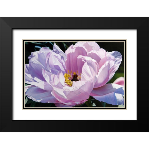 The Awakening Black Modern Wood Framed Art Print with Double Matting by Schuh, Michael