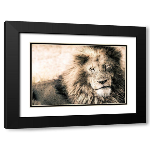 Lion-King Black Modern Wood Framed Art Print with Double Matting by Seifinger, Toby
