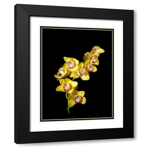 Cymbidium Black Modern Wood Framed Art Print with Double Matting by Stalowy, John
