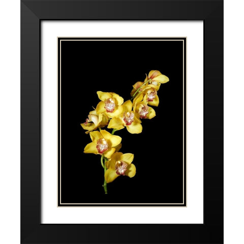 Cymbidium Black Modern Wood Framed Art Print with Double Matting by Stalowy, John