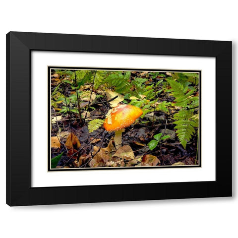 Mushroom 2 Black Modern Wood Framed Art Print with Double Matting by Stalowy, John