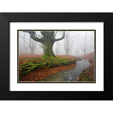 Forest 817 Black Modern Wood Framed Art Print with Double Matting by Palacios, J.A.