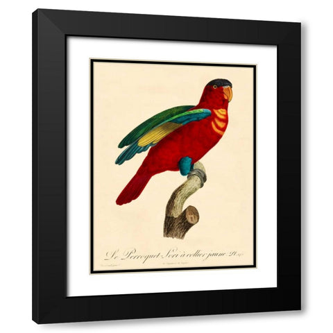 Barraband Parrot, PL 95 Black Modern Wood Framed Art Print with Double Matting by Barraband
