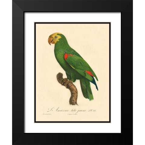 Barraband Parrot, PL 86 Black Modern Wood Framed Art Print with Double Matting by Barraband