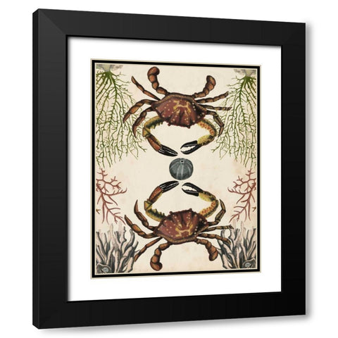 Antiquarian Menagerie - Crab Black Modern Wood Framed Art Print with Double Matting by McCavitt, Naomi