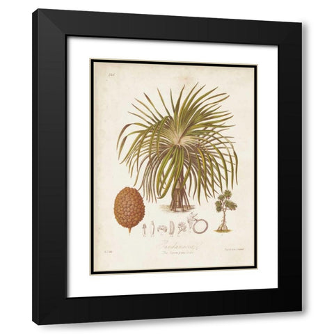 Antique Tropical Palm II Black Modern Wood Framed Art Print with Double Matting by Twining, Elizabeth