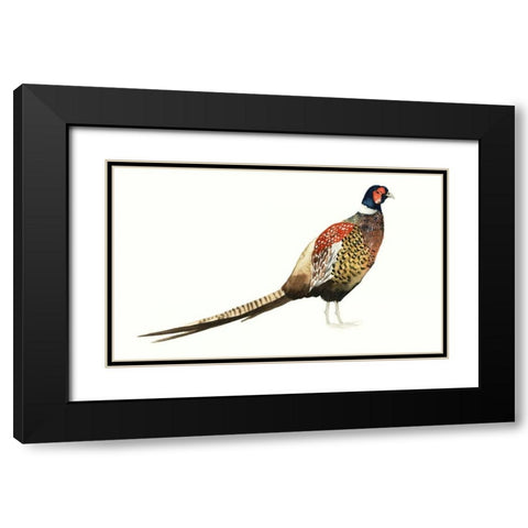 Watercolor Pheasant I Black Modern Wood Framed Art Print with Double Matting by Popp, Grace