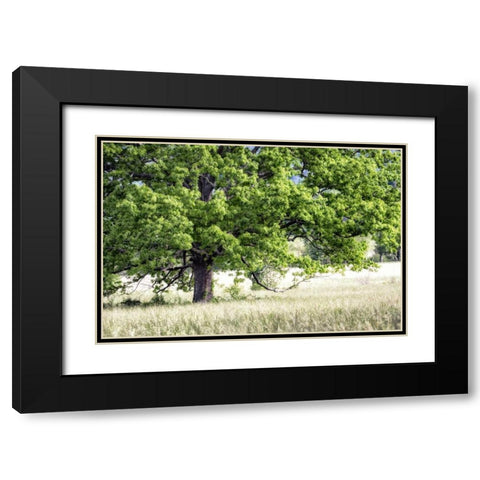 Tree in Summer Black Modern Wood Framed Art Print with Double Matting by Head, Danny