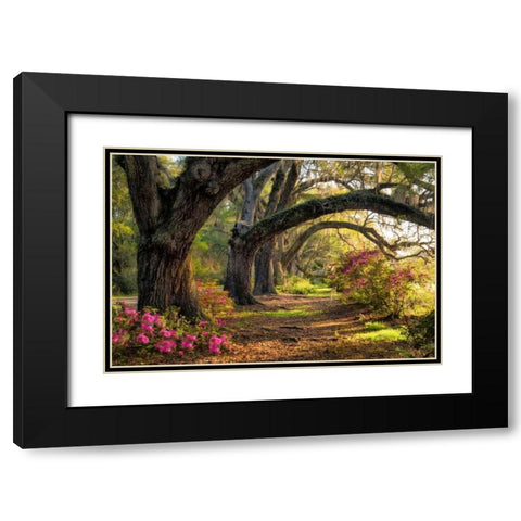 Under the Live Oaks I Black Modern Wood Framed Art Print with Double Matting by Head, Danny
