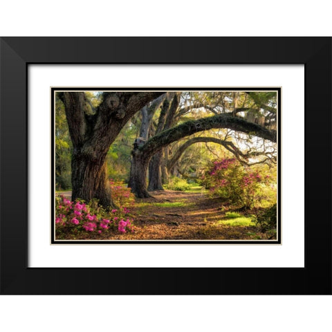 Under the Live Oaks I Black Modern Wood Framed Art Print with Double Matting by Head, Danny