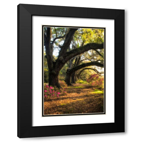 Under the Live Oaks II Black Modern Wood Framed Art Print with Double Matting by Head, Danny