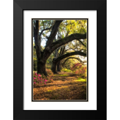 Under the Live Oaks II Black Modern Wood Framed Art Print with Double Matting by Head, Danny