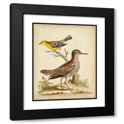 Antique Bird Menagerie I Black Modern Wood Framed Art Print with Double Matting by Edwards, George