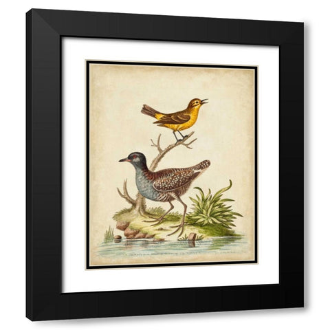 Antique Bird Menagerie II Black Modern Wood Framed Art Print with Double Matting by Edwards, George