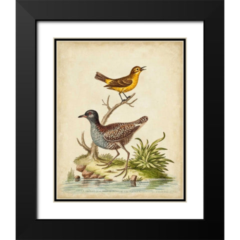 Antique Bird Menagerie II Black Modern Wood Framed Art Print with Double Matting by Edwards, George