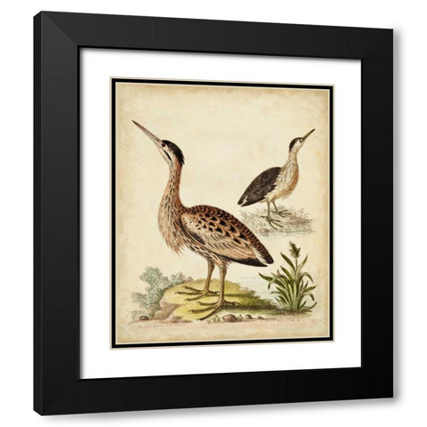 Antique Bird Menagerie III Black Modern Wood Framed Art Print with Double Matting by Edwards, George