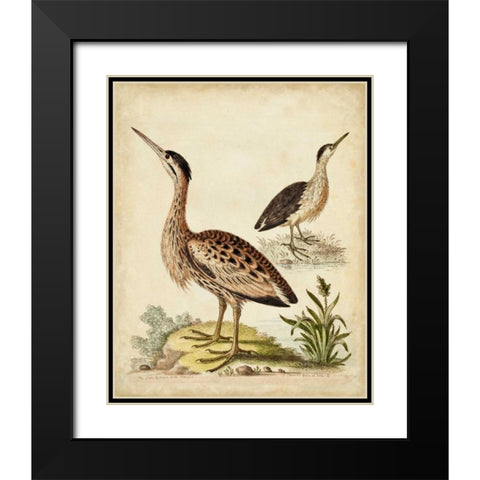 Antique Bird Menagerie III Black Modern Wood Framed Art Print with Double Matting by Edwards, George
