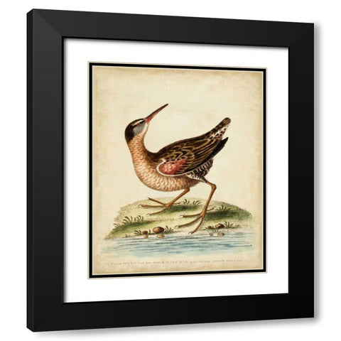 Antique Bird Menagerie IV Black Modern Wood Framed Art Print with Double Matting by Edwards, George