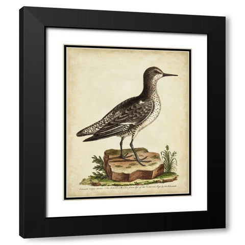 Antique Bird Menagerie V Black Modern Wood Framed Art Print with Double Matting by Edwards, George
