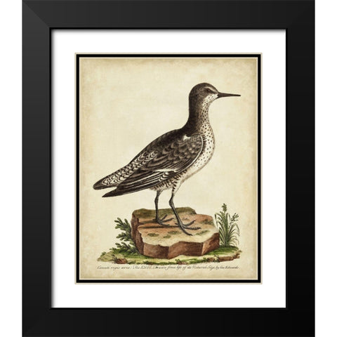 Antique Bird Menagerie V Black Modern Wood Framed Art Print with Double Matting by Edwards, George