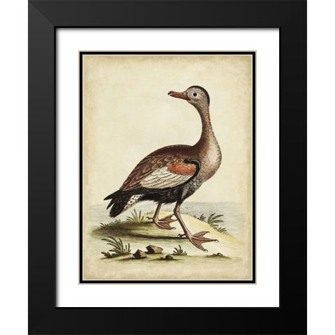 Antique Bird Menagerie VI Black Modern Wood Framed Art Print with Double Matting by Edwards, George