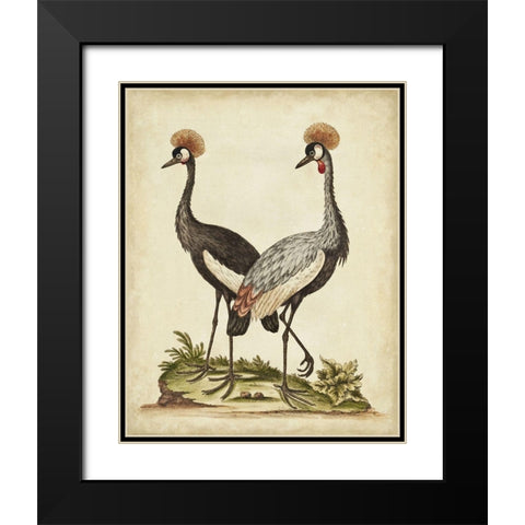 Antique Bird Menagerie VII Black Modern Wood Framed Art Print with Double Matting by Edwards, George