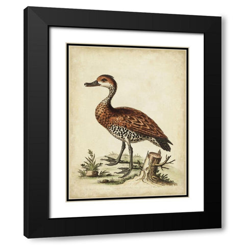 Antique Bird Menagerie VIII Black Modern Wood Framed Art Print with Double Matting by Edwards, George
