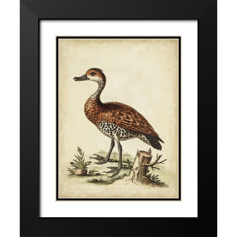 Antique Bird Menagerie VIII Black Modern Wood Framed Art Print with Double Matting by Edwards, George