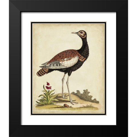 Antique Bird Menagerie IX Black Modern Wood Framed Art Print with Double Matting by Edwards, George