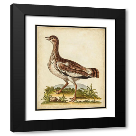 Antique Bird Menagerie X Black Modern Wood Framed Art Print with Double Matting by Edwards, George