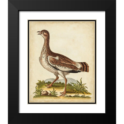 Antique Bird Menagerie X Black Modern Wood Framed Art Print with Double Matting by Edwards, George